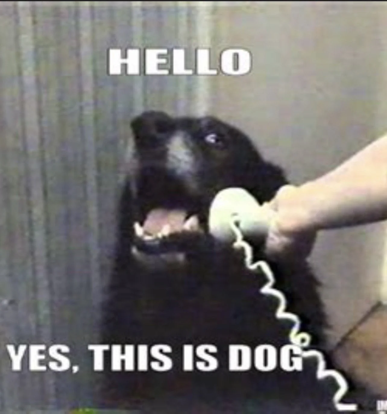 hellodog