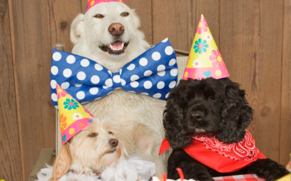 compleanni-food-truck